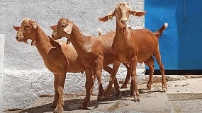 Foto de Cabra Malagueña suma tres nuevos machos a su programa de inseminación artificial