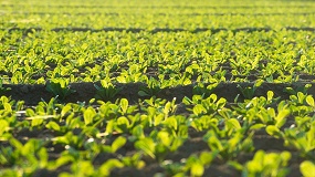 Agroinnpulso contar� con 6 millones adicionales para financiar empresas innovadoras del sector agroalimentario