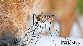 Foto de Expertos veterinarios explican el ABC de los mosquitos más peligrosos para perros y gatos en verano