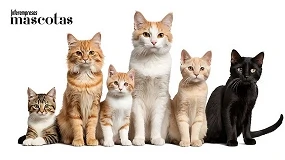 Foto de Luna, Coco, Nala, Simba y Mía: los nombres de gato más comunes en España