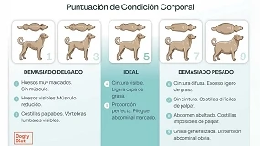 Foto de Obesidad canina: el problema de salud que se agrava en verano