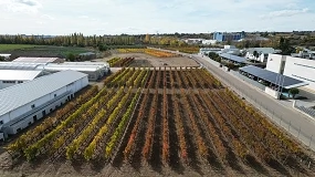Foto de Evaluación agronómica de nueve variedades de vid tinta autóctonas de Castilla y León