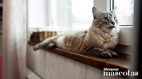 Un 30% de los due�os de los gatos desconoce los signos de deshidrataci�n en sus mascotas