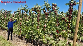 Foto de Portainjertos para una nueva generaci�n de plantaciones de cerezo