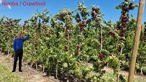 Foto de Portainjertos para una nueva generación de plantaciones de cerezo