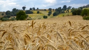 Foto de Red de ensayos varietales ITACYL (REVCYL): Cereales de invierno en Castilla y León (I)