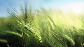 Foto de Lonja Agropecuaria de Albacete, Cotizaciones de Cereal, (Semana 32, 03/09/2026)