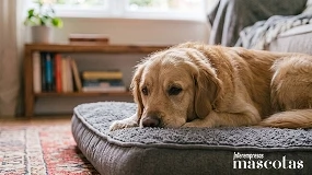 Foto de De las vacaciones a la vuelta a la rutina: 5 claves para evitar el ‘síndrome postvacacional’ en los perros