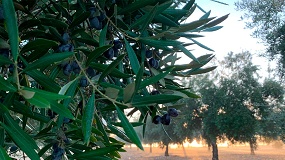 El campo andaluz reclama que el liderazgo en aceite de oliva se extienda a las marcas y la comercializaci�n