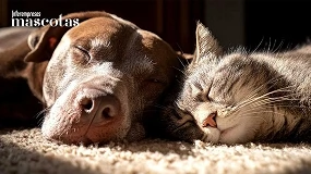 Foto de Síndrome postvacacional: qué señales vigilar en perros y gatos después del verano