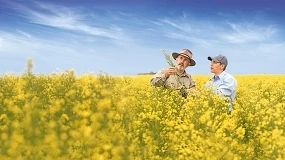 Foto de Bayer y Neste sellan un acuerdo para impulsar la colza de invierno como materia prima para biocombustibles