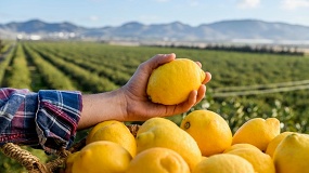 Foto de Estiman un incremento del 19% en la cosecha de lim�n para 2026/2027 en Espa�a