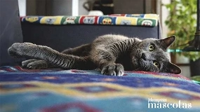 Foto de Ocho de cada diez gatos en España han llegado a su hogar tras una situación de vulnerabilidad