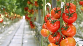 Foto de Las organizaciones de productores de frutas y hortalizas siguen en desventaja frente a los grandes minoristas