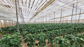 Foto de Intersemillas refuerza su apuesta por la innovaci�n con la apertura de un nuevo Centro de I+D en El Ejido (Almer�a)