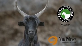 Foto de La Cabra Palmera obtiene la autorización para el uso del logotipo ‘100% Raza Autóctona’