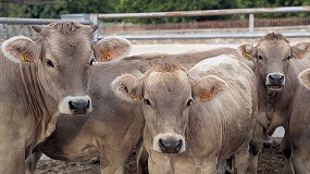 Foto de Tecnolog�a para mejorar el bienestar y la productividad del vacuno de carne en Arag�n