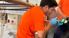 Foto de La selección genética y la inseminación artificial impulsan la mejora de la cabra Majorera