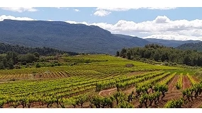 Foto de INNOVI impulsa tres proyectos para transformar la viticultura hacia un modelo más sostenible