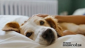 Foto de Mars lanza un centro de recursos para la adopción de mascotas