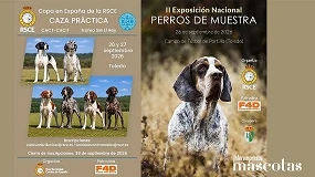 Foto de Toledo acoge la XXXIV Copa en España de Caza Práctica Natural - Trofeo SM el Rey y la II Exposición Nacional de Perros de Muestra este fin de semana