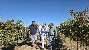 Foto de La Junta de Castilla y León cifra entre 0,79 y 1,09 €/kg el coste de producción de la uva en Ribera del Duero