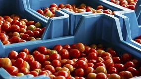 Foto de Las cooperativas extremeñas auguran un 2027 sin tomate de industria si no se cubren costes