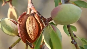 Foto de Portugal Nuts e Demeter antecipam produ��o de am�ndoa para a campanha 2026