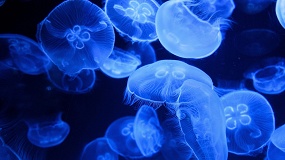 Foto de El calentamiento del mar y las medusas plantean nuevos retos para la salud del salm�n de acuicultura