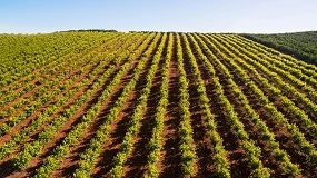 Foto de CAP exige 140 milh�es de euros em apoios aos agricultores