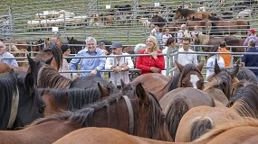 Foto de Caballos, ovejas y cabras toman el relevo del vacuno en la Feria de Ganado de Puentenansa