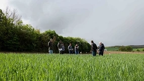 Foto de La primera campaña cerealista sin flufenacet obliga a revisar las estrategias frente a malas hierbas