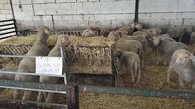 Foto de Los polifenoles de la aceituna reducen un 40% el metano producido por corderos