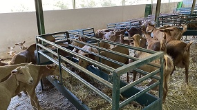 Foto de Demuestran la viabilidad de alimentar a ganado caprino con semillas de retama blanca