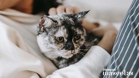 Foto de Gatoterapia y salud mental: c�mo los gatos refuerzan el bienestar emocional