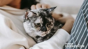 Foto de Gatoterapia y salud mental: cómo los gatos refuerzan el bienestar emocional