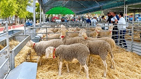 Foto de Un semental de raza Manchega alcanza los 2.900 euros en la subasta de San Clemente