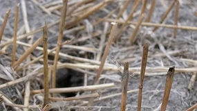 Foto de Castilla y León autoriza la quema controlada de rastrojos para prevenir plagas de topillos