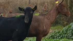 Foto de Caprigran lleva a Panamá el modelo de longevidad productiva de la raza Murciano-Granadina