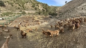 Foto de UPA apoya destinar el fondo de crisis de la UE a caprino, vacuno y apicultura en Andalucía