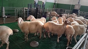Foto de Los destríos de lentejas y alubias permiten sustituir la soja en la nutrición de ovejas lecheras