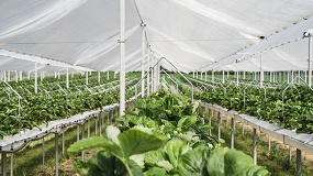 Foto de Irritec Iberia destaca la fertirrigaci�n como clave para la productividad y la eficiencia en el invernadero sin suelo
