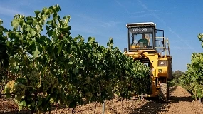 Foto de La vendimia catalana de 2026 supera los 352 millones de kilos de uva
