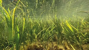 Foto de MARVIVA desarrollar� mallas biodegradables para restaurar praderas marinas y proteger la biodiversidad