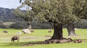 Foto de La montanera arranca con mucha bellota de calidad e incertidumbre por la sequ�a