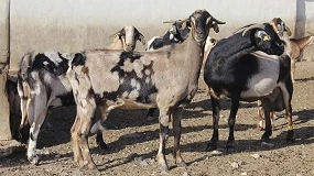 Foto de Cabra Majorera prepara dosis seminales para inseminaciones fuera de Fuerteventura