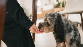 Foto de El 64% de los propietarios de perros y gatos compra o ha comprado alimentación adaptada a necesidades específicas