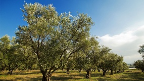 Foto de C�rdoba acoger� una jornada sobre nuevas variedades, sistemas de cultivo y mercados del olivar