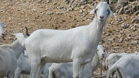 Foto de La Blanca Celtibérica analiza sus retos de conservación, sostenibilidad y competitividad