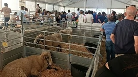 Foto de Rodrigo Mangana Pérez logra el premio a la mejor ganadería de Merina de Grazalema